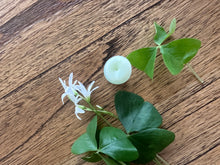 Load image into Gallery viewer, Lucky After Bath Bar & Lip Balm Gift Set